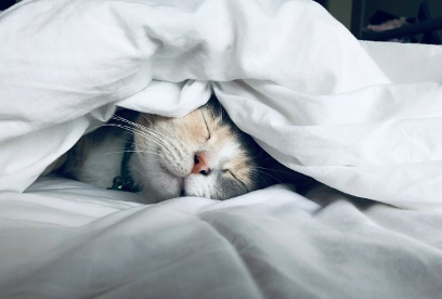 Cat under covers
