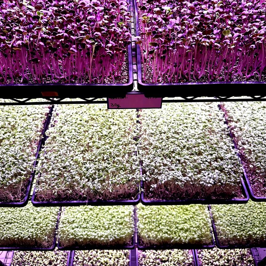 Microglams growing ingredients