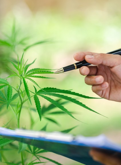 cannabis plant, hand holding pen