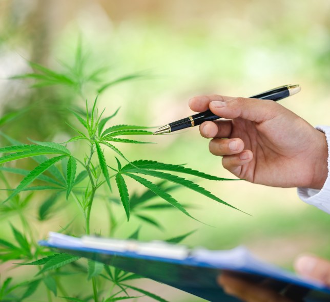 cannabis plant, hand holding pen